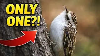 Finding Britains ONLY Treecreeper