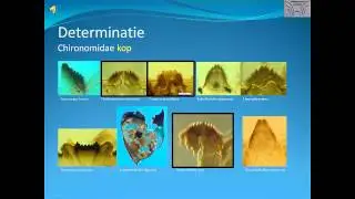 Paleo-ecology in the Netherlands