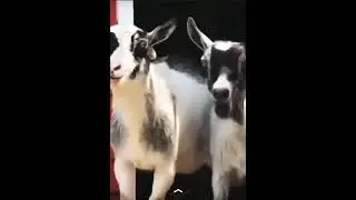 Story of the hilarious laughing goats😂🐐