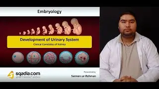 Development of Urinary System | Clinical Correlates of Kidney
