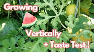 Growing Watermelon 🍉 Vertically Up Trellis || Taste Test Lemon Drop 🍉 Otome 🍉