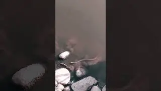 Snake in taudaha 😱😨😰