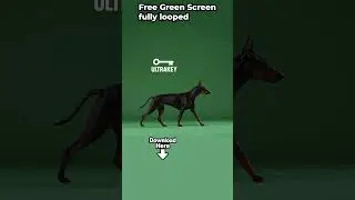 Doberman Walking &ndash; Free Green Screen Animation VFX