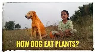 Dog eating medicinal plant.