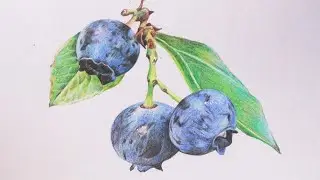 Drawing Blueberries with Colour pencils | Fruit drawing | Color pencil Mixing Technique | Berry