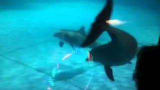 LED Artistry Synth Hooping w/ Dolphins at the Aquarium  2