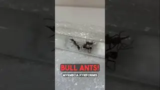 Пакет муравьев-быков!