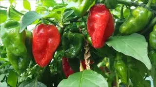 Chilli Plant Tour July 2014 🌱🌶