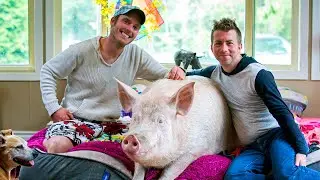 Esther The Wonder Pig Changes Couple's Life