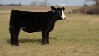 Lot 9