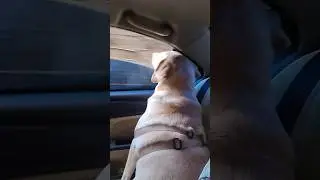 🔥Ainnal oram namma gakahar💥 #shorts #funny #shortsfeed #funnyanimal #funnypet #dog #funnydog #pets