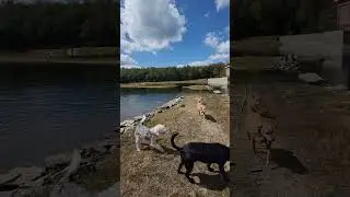 Walter, Koda, Nala, Rosie, Jasper, Cali, Benny, Lua & Ollie