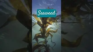 How Seaweed Can Help With This Mineral Deficiency #seaweed #kelp