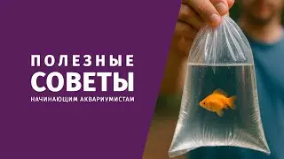 Советы начинающим аквариумистам