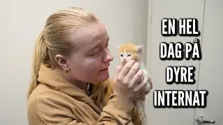 En hel dag p&aring; dyreinternat | Livet p&aring; g&aring;rden Ep. 21