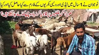 Teddy Goat Farming 2020 | Teddy And Desi Goats Farming in Pakistan | How to Start Goat Farm