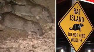 This traffic median in San Francisco dubbed 'Rat Island'