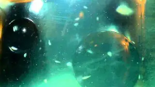 Seamonkeys 10 days after hatching!
