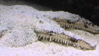 archaster typicus en plein travail