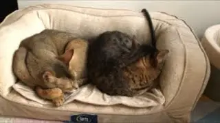 Break with cats 🐈 17 January Livestream