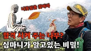 합격 시켜 주는 나무가 있다 ? 심마니가 알고 있는 비밀 !