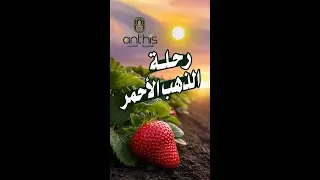 رحلة الدهب الأحمر مع الفراولة