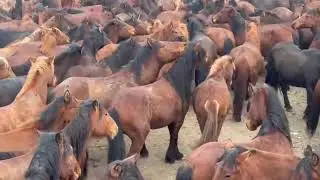 Checking the Horse Count Before the Move