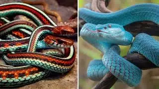 Some of the rarest snakes #snakes #reptiles @ATM