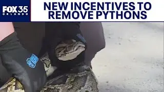 New incentives to remove invasive pythons from Florida