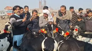 Live A Bigg Deal Of Beetal Goats In Sahiwal Bakra Mandi 8 Bakryio Ka Soda Bakra Mandi