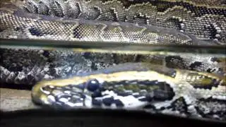 African rock python / Le python de Seba