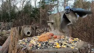 Blue Jays,  Red-bellied Woodpecker, Squirrel