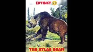 🐻TOP 10 SUBSPECIES OF BEAR🐻&zwj;❄️|WATCH TILL THE END🤣