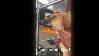 &ldquo;My Dog Tries Ice Cream for the FIRST TIME 🍦🐶 (Her Reaction 😍)&rdquo; #pets #love #shorts #cute #icecream