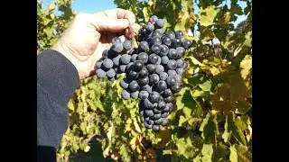 Snow Hill Winery 2023 Crimson Cabernet harvest.