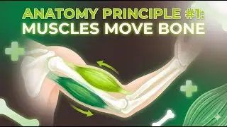 Anatomy Principle #1: Muscles Move Bone