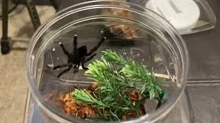 Rehousing my Two Avicularia Avicularia (Pink toe tarantula)