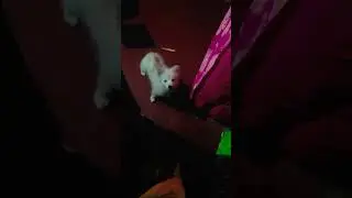 German Shepard dog Diet plan #short #you tube short #1m plz sports me every one