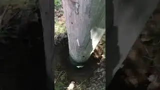 This is the second step of utility pole inspection excavation ￼