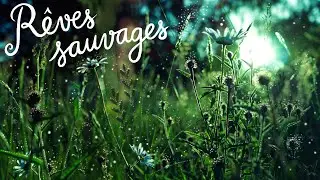 RÊVES SAUVAGES (chanson et illustration)