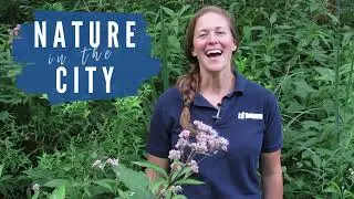 Urban Forestry | Joe-Pye weed