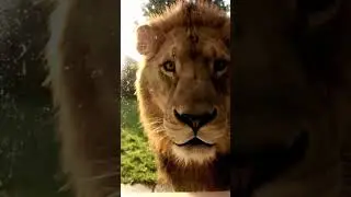 A Brave Rat Saves The day #lion #rat #animalattack