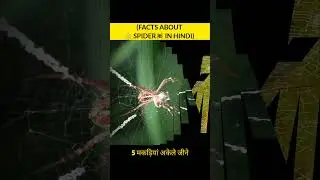 FACTS ABOUT 🕸️ SPIDER🕷️ IN HINDI |  #shots #spider #amazingfacts