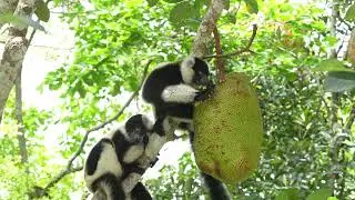 INDRI LEMUR