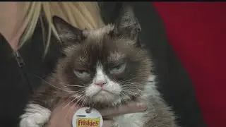 Internet sensation Grumpy Cat dies