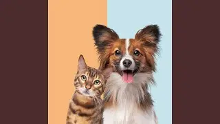 Comfort Sounds for Pets