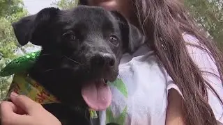 Central Florida rescue seeks help for 'Boo Boo' the dog
