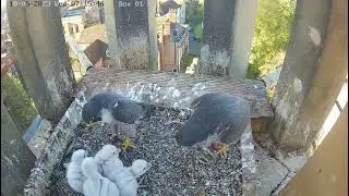 Worcester Cathedral Peregrines Feeding - 10.05.2023