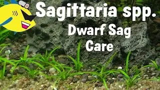 Dwarf Sagittaria Plant Profile: Dwarf Sagittaria Carpet