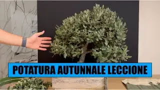 POTATURA AUTUNNALE LECCIO BONSAI - Novembre 2024